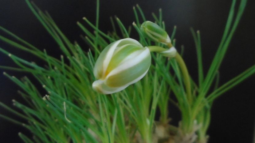 Albuca polyphylla "Augrabies Hills", Africa de Sud - Caudiciforme - pachycaule si bulboase 2021