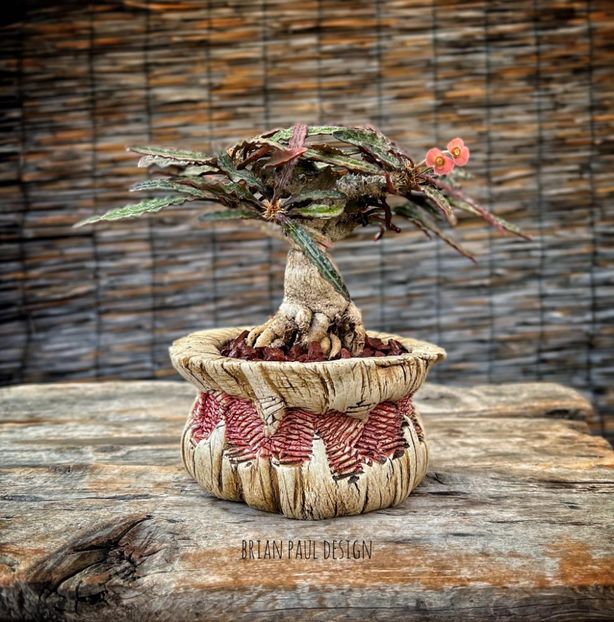 Euphorbia francoisii - Vase - aranjamente - accesorii