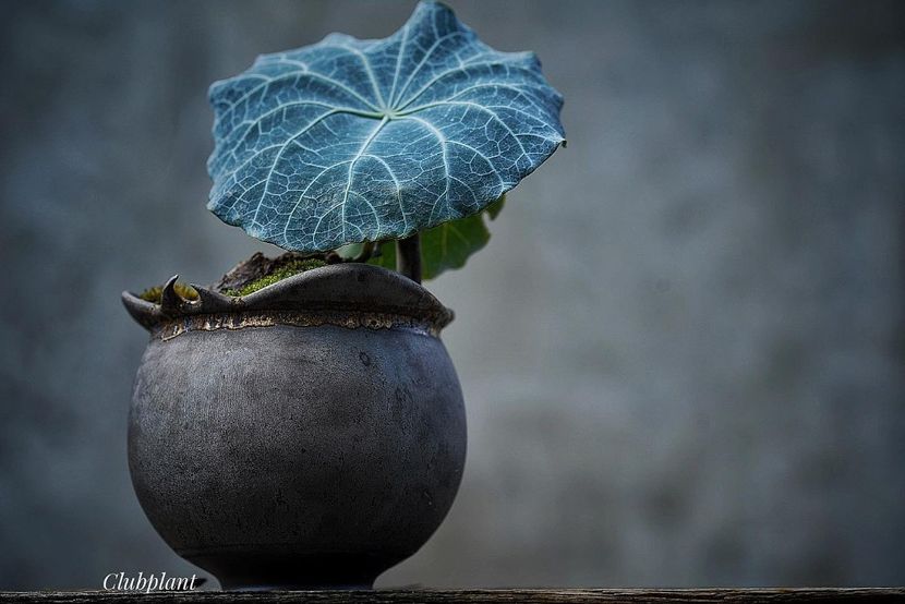 Stephania kaweesakii - Vase - aranjamente - accesorii