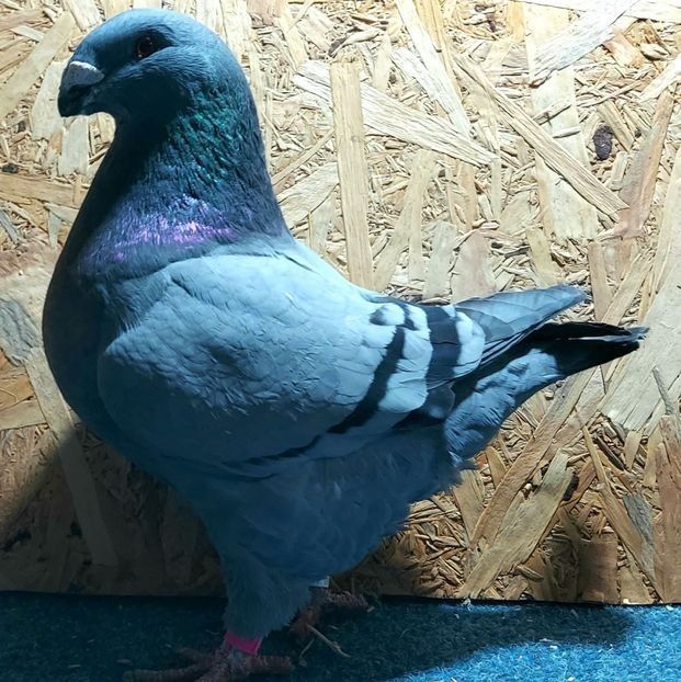  - 3---AGH DAȚI 2019 - 2025