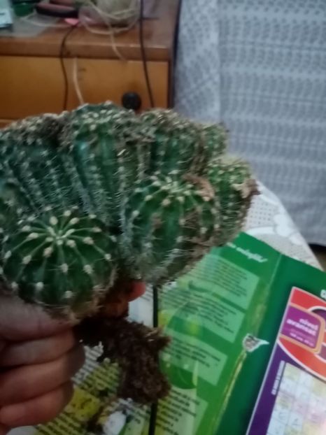 25lei - IANUARIE 2022