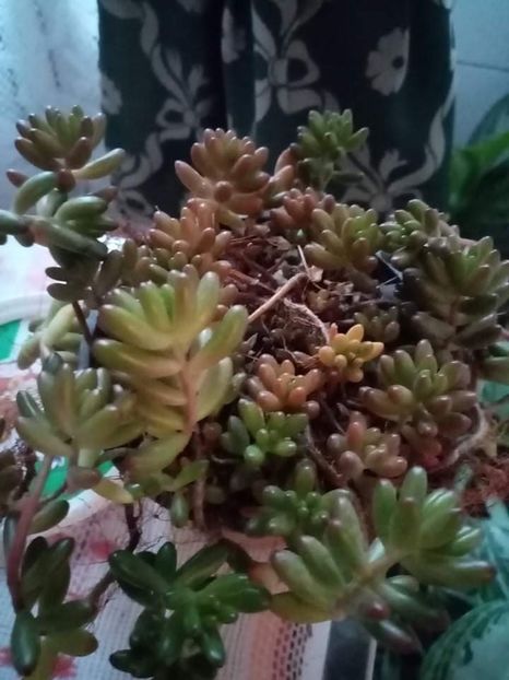 received_938344843467170 - IANUARIE 2022