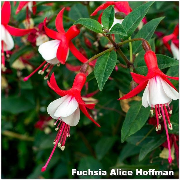 Alice-Hoffman - Fuchsia 2022