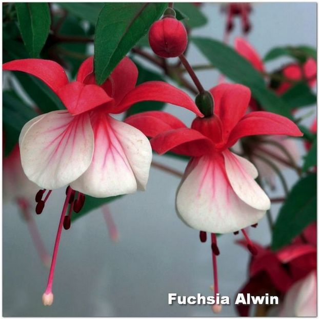 Alwin - Fuchsia 2022