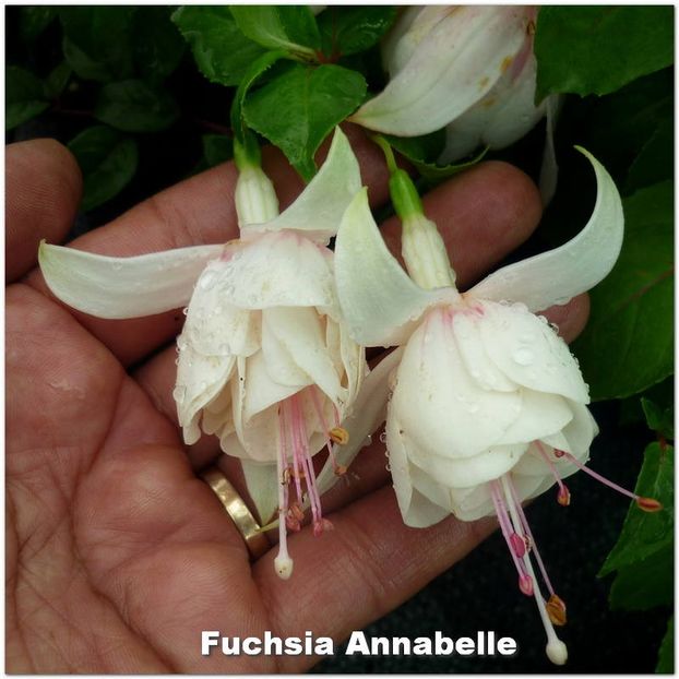 Annabelle - Fuchsia 2022