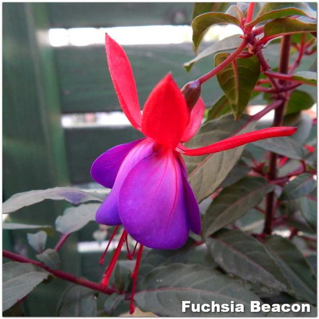 Beacon - Fuchsia 2022