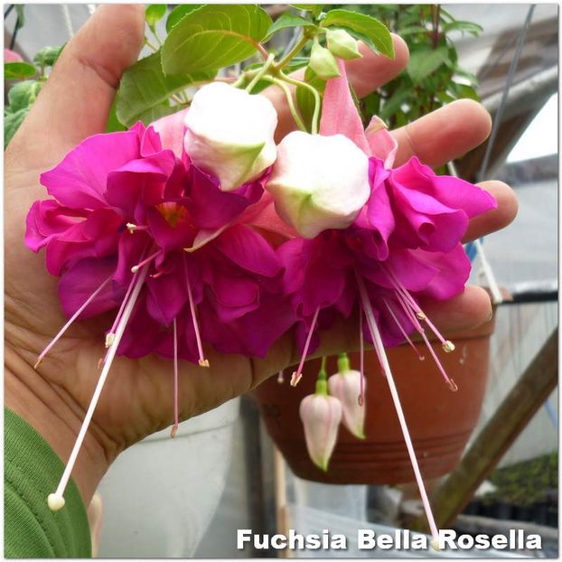 Bella-Rosella - Fuchsia 2022