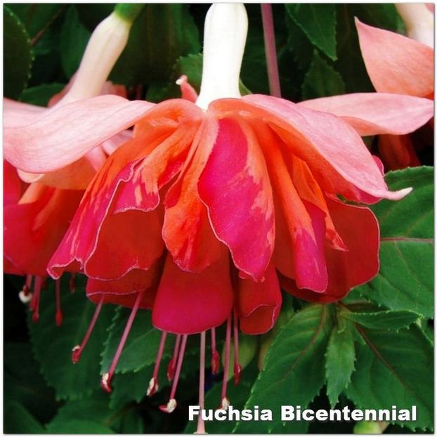 Bicentennial - Fuchsia 2022