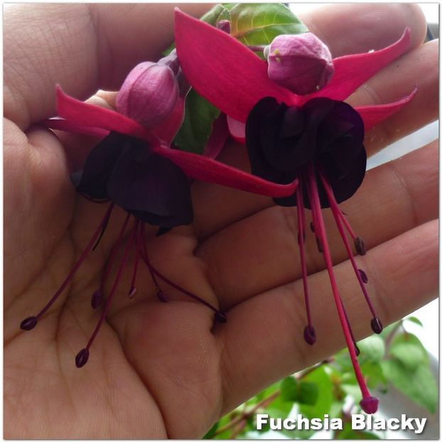Blacky - Fuchsia 2022