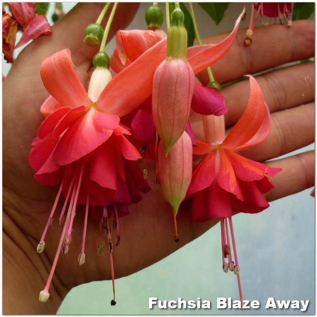 Blaze-Away - Fuchsia 2022