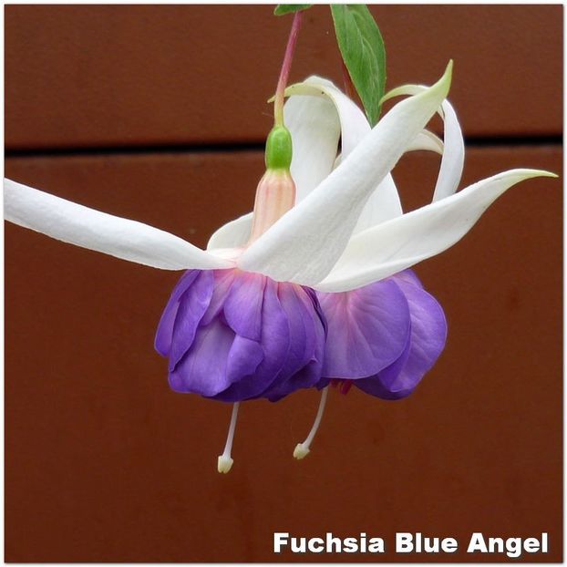 Blue-Angel - Fuchsia 2022