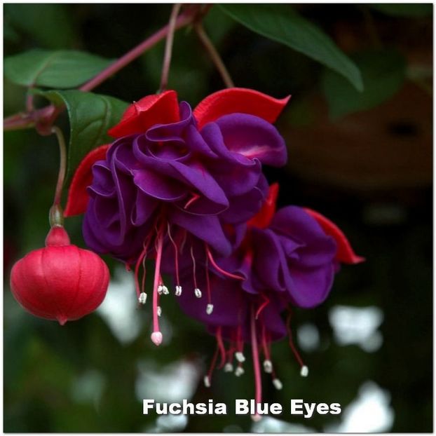 Blue-Eyes - Fuchsia 2022