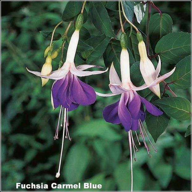 Carmel-Blue - Fuchsia 2022