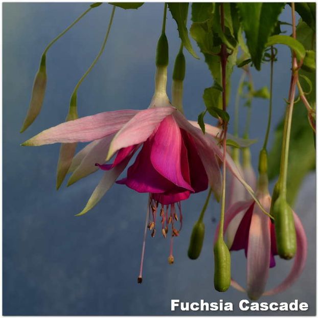 Cascade - Fuchsia 2022