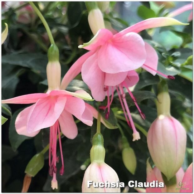 Claudia - Fuchsia 2022
