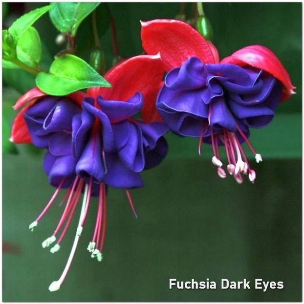 Dark-Eyes - Fuchsia 2022