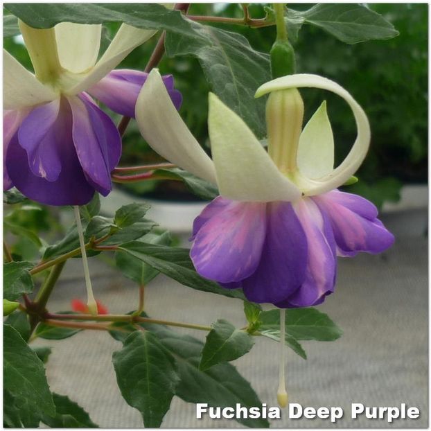 Deep-Purple - Fuchsia 2022