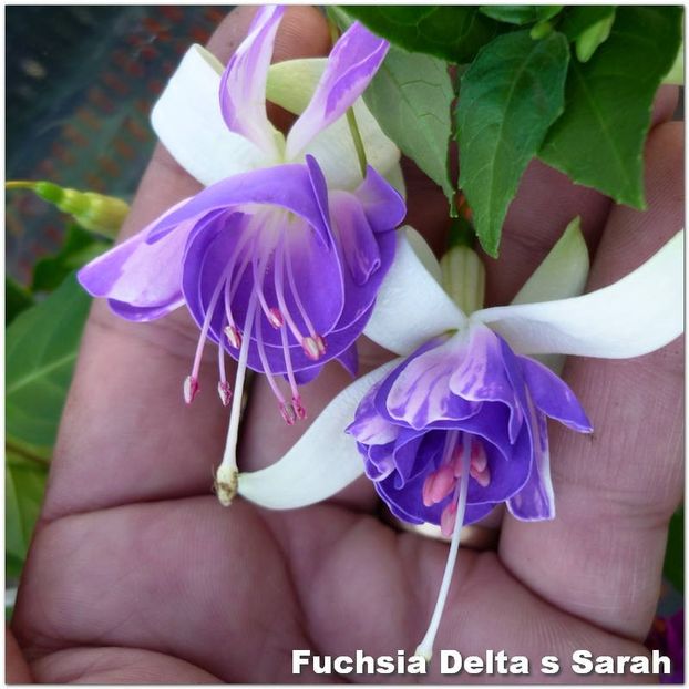 Delta-s-Sarah - Fuchsia 2022
