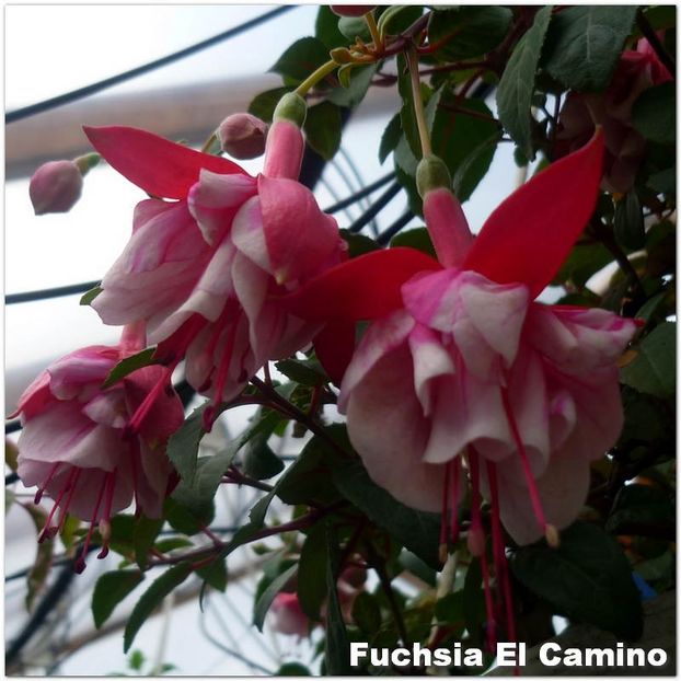 El-Camino - Fuchsia 2022