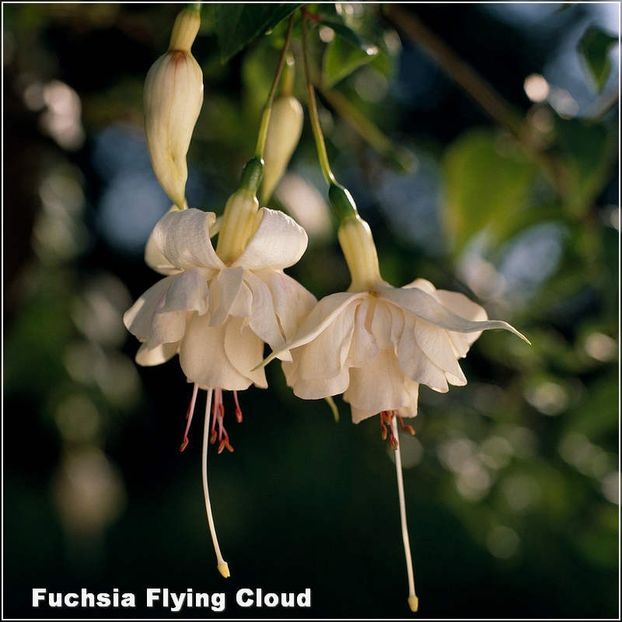 Flying-Cloud - Fuchsia 2022