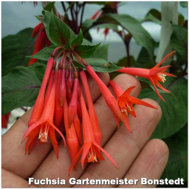 Gartenmeister-Bonstedt - Fuchsia 2022