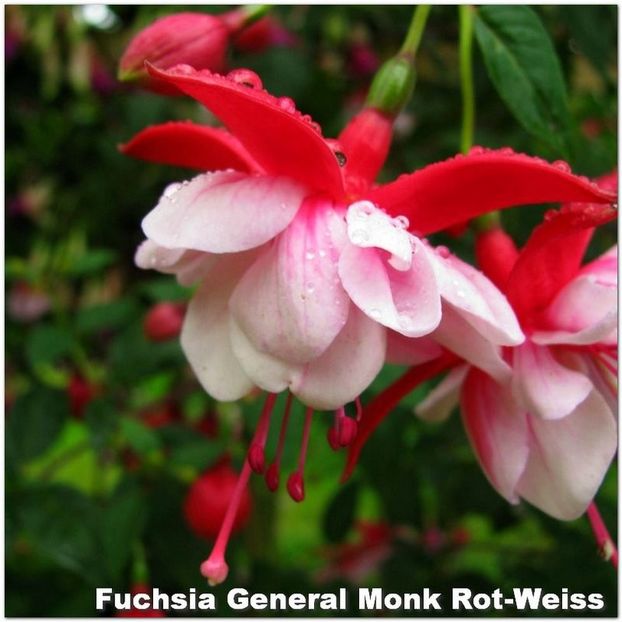 General-Monk-Rot-Weiss - Fuchsia 2022