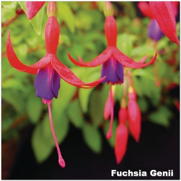 Genii - Fuchsia 2022