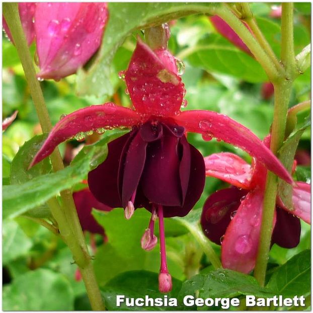 George-Bartlett - Fuchsia 2022