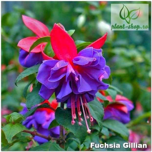 Gillian - Fuchsia 2022