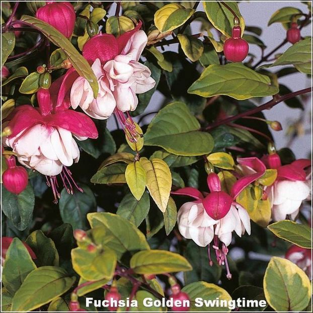 Golden-Swingtime - Fuchsia 2022