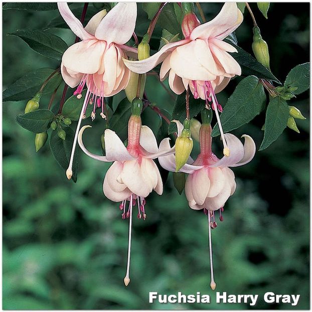 Harry-Gray - Fuchsia 2022