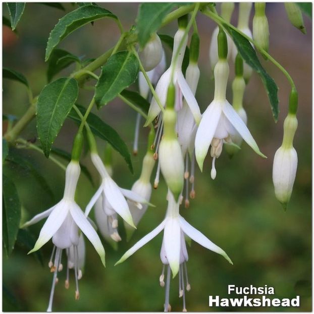 Hawkshead - Fuchsia 2022