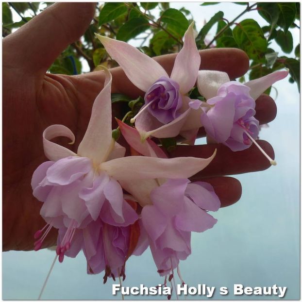 Holly-s-Beauty - Fuchsia 2022