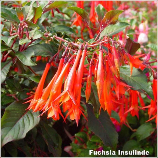 Insulinde - Fuchsia 2022