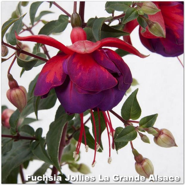 Jollies-Alsace - Fuchsia 2022