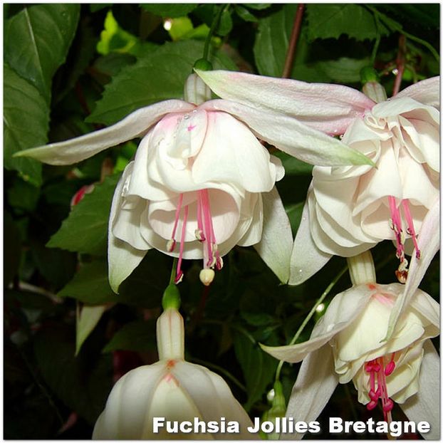 Jollies-Bretagne - Fuchsia 2022