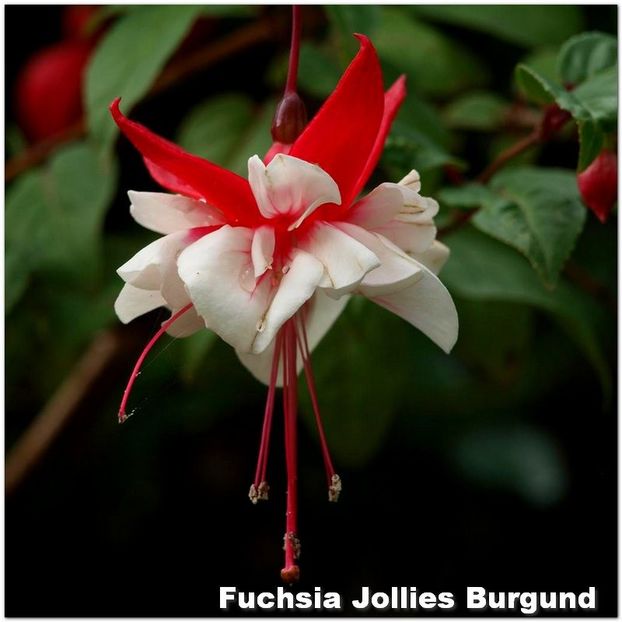 Jollies-Burgund - Fuchsia 2022