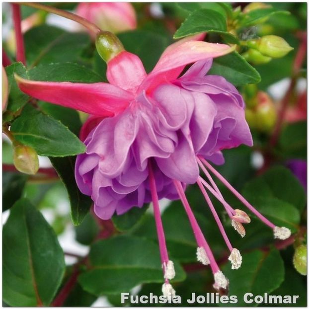 Jollies-Colmar - Fuchsia 2022