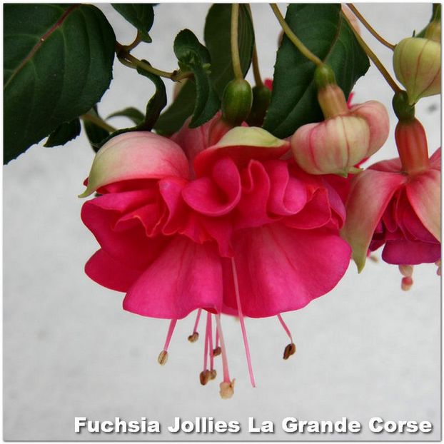 Jollies-Corse - Fuchsia 2022