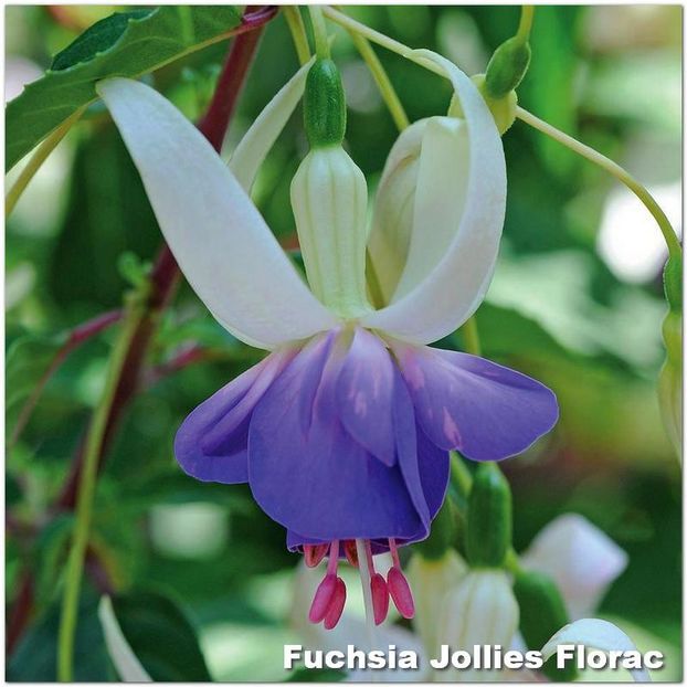 Jollies-Florac - Fuchsia 2022