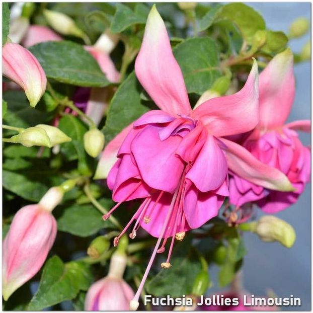 Jollies-Limousin - Fuchsia 2022