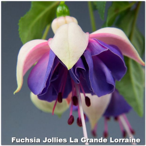 Jollies-Lorraine - Fuchsia 2022