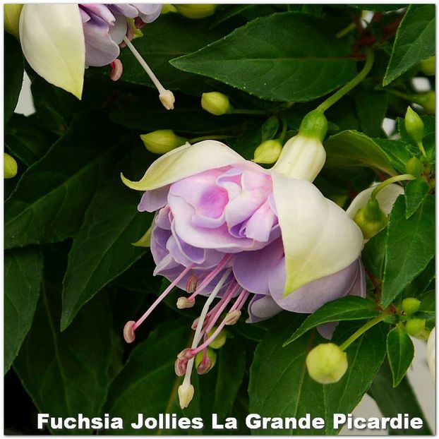 Jollies-Picardie - Fuchsia 2022