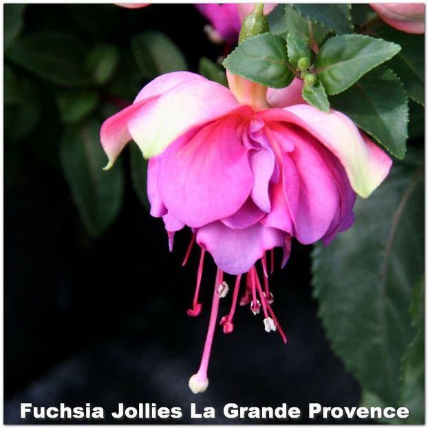 Jollies-Provence - Fuchsia 2022
