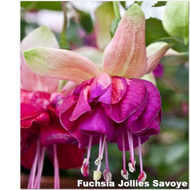 Jollies-Savoye - Fuchsia 2022