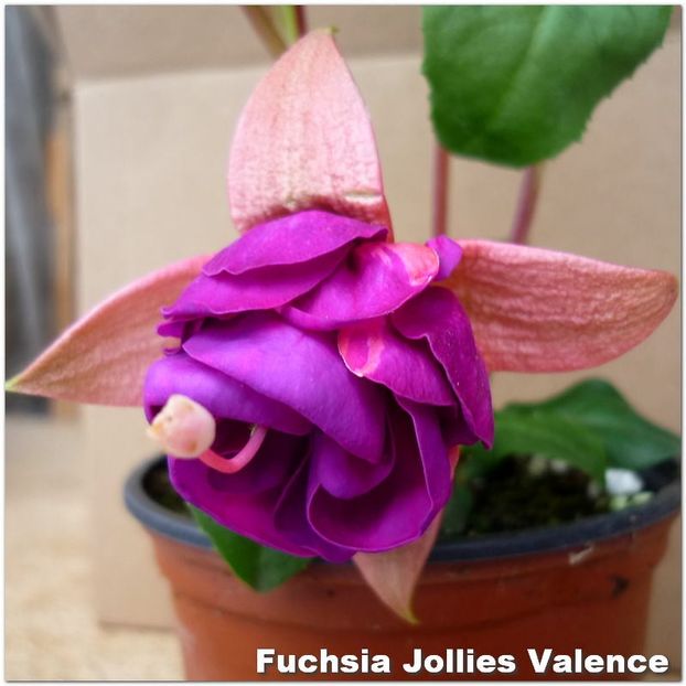 Jollies-Valence - Fuchsia 2022
