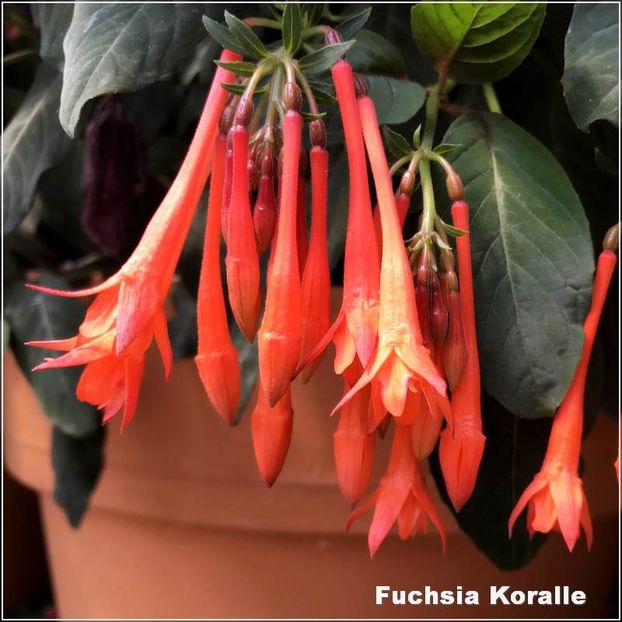 Koralle - Fuchsia 2022