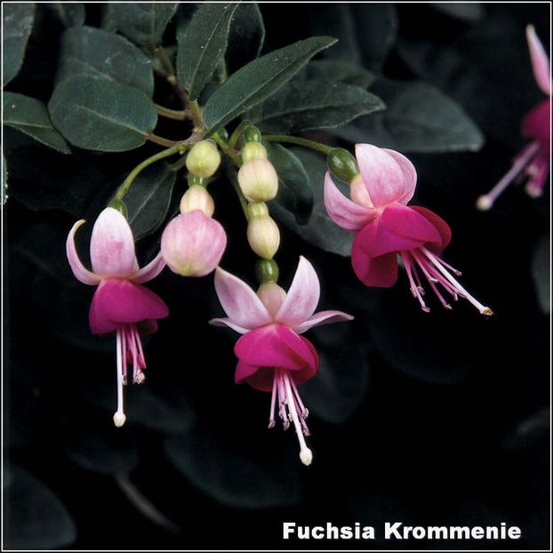 Krommenie - Fuchsia 2022