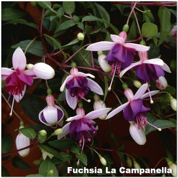 La-Campanella - Fuchsia 2022