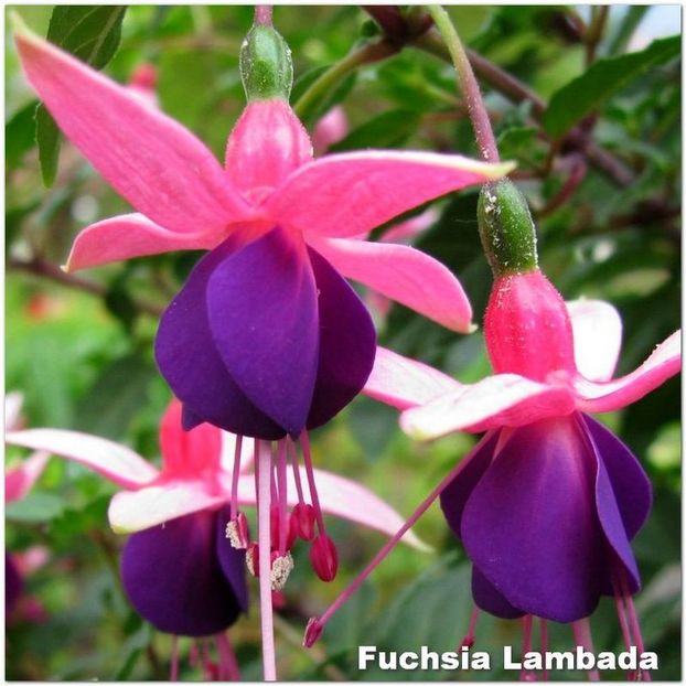 Lambada - Fuchsia 2022
